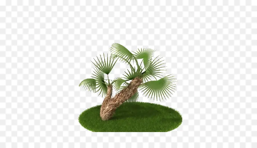 Palmera Pequeña，Verde PNG