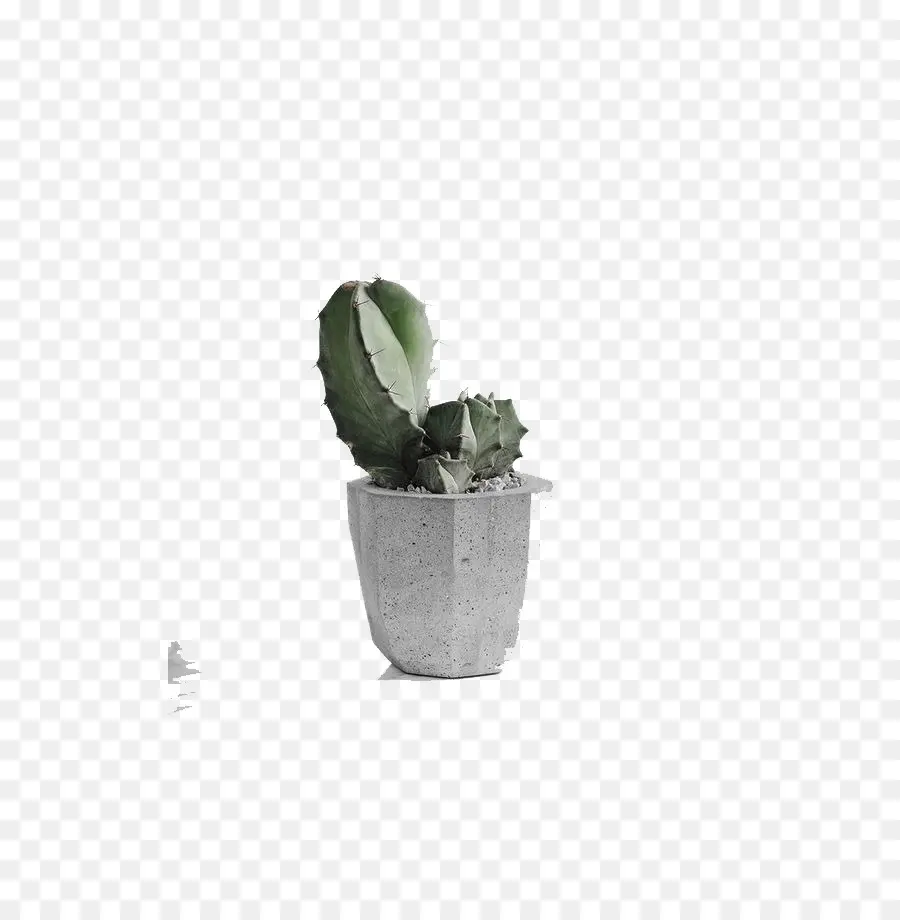 Cactaceae，Descargar PNG