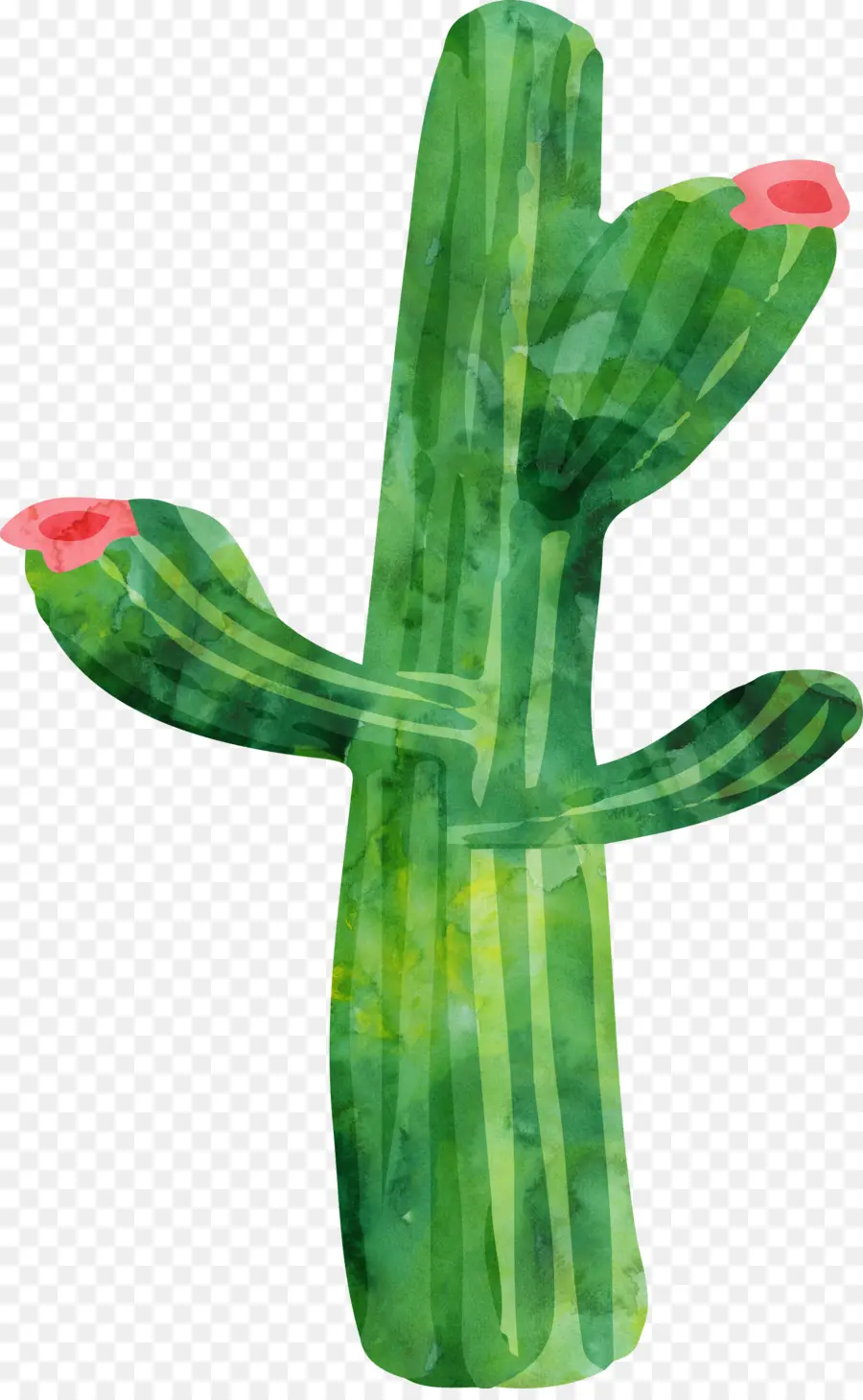 Cactaceae，Pintura A La Acuarela PNG