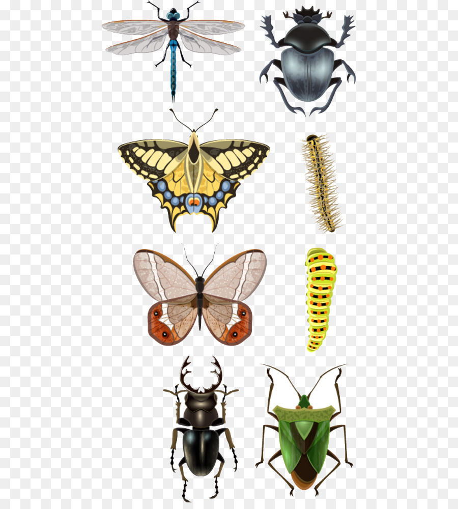 Insectos，Artrópodos PNG