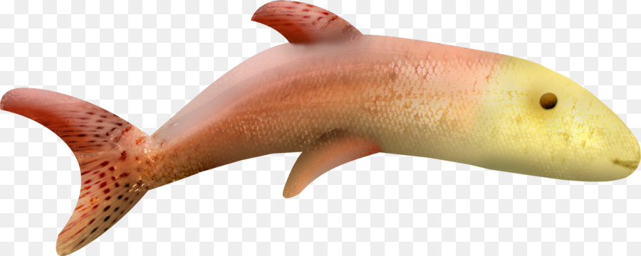 Dolphin，Dibujo PNG