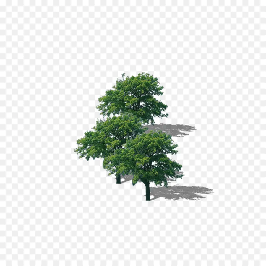 Rama，árbol PNG