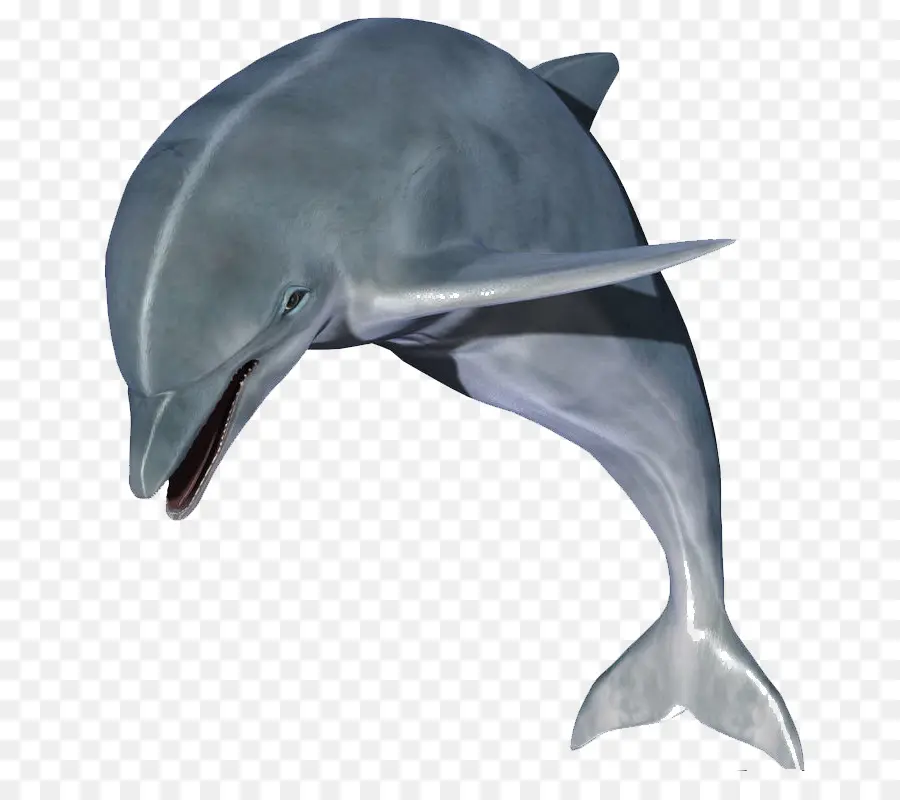 Dolphin，Resolución De La Pantalla PNG