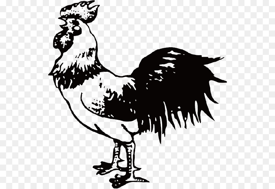 Pollo，Gallo PNG