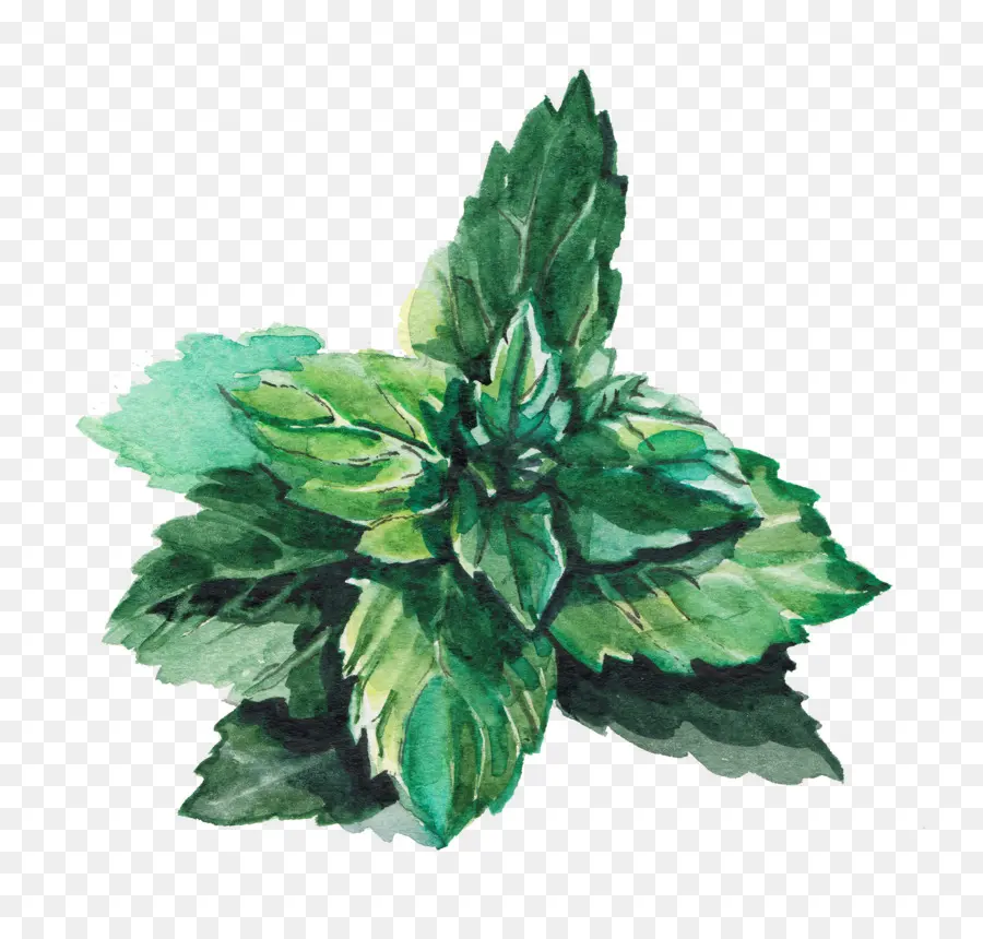 Planta Verde，Hojas PNG