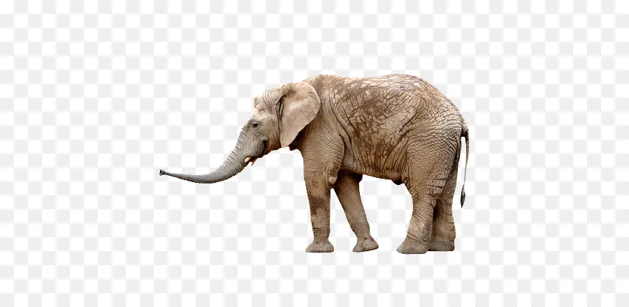 El Elefante Africano，Antílope PNG