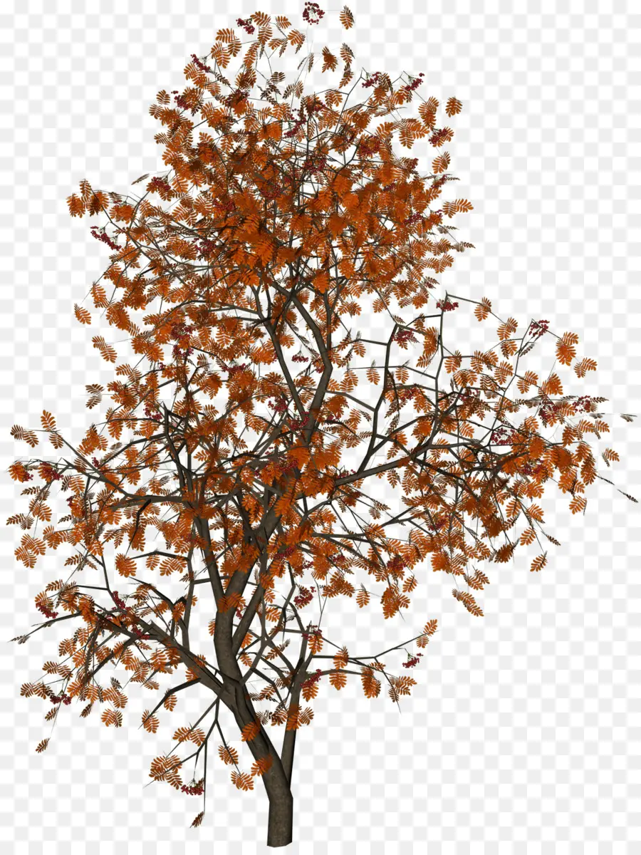 Populus Nigra，árbol PNG