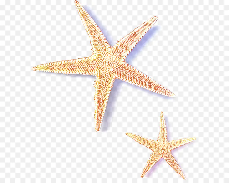 Estrella De Mar，Invertebrados Marinos PNG