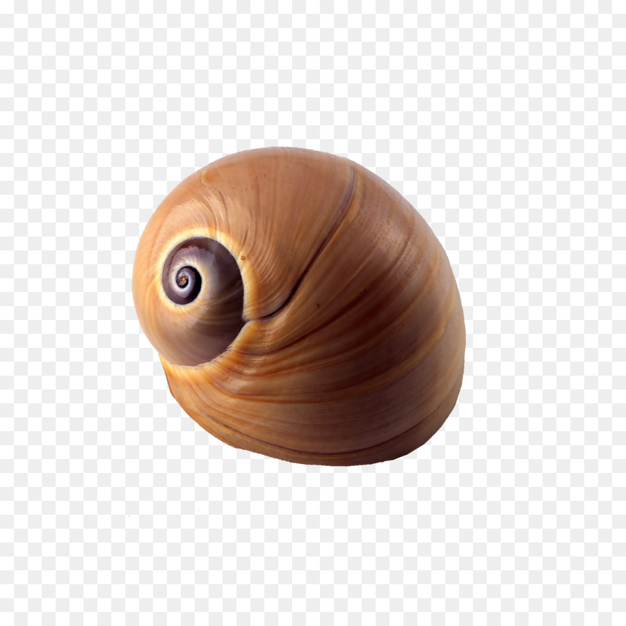 Caracol de mar, concha, playa, moluscos, caracoles y babosas png