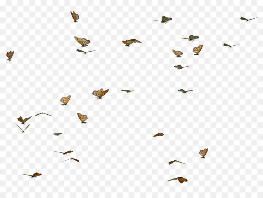 Aves，Vuelo PNG