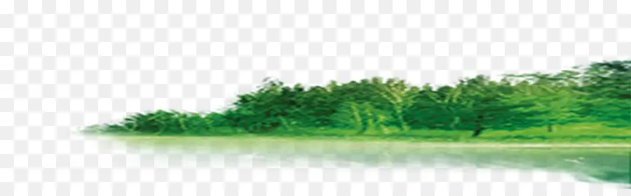 Descargar，Bosque PNG