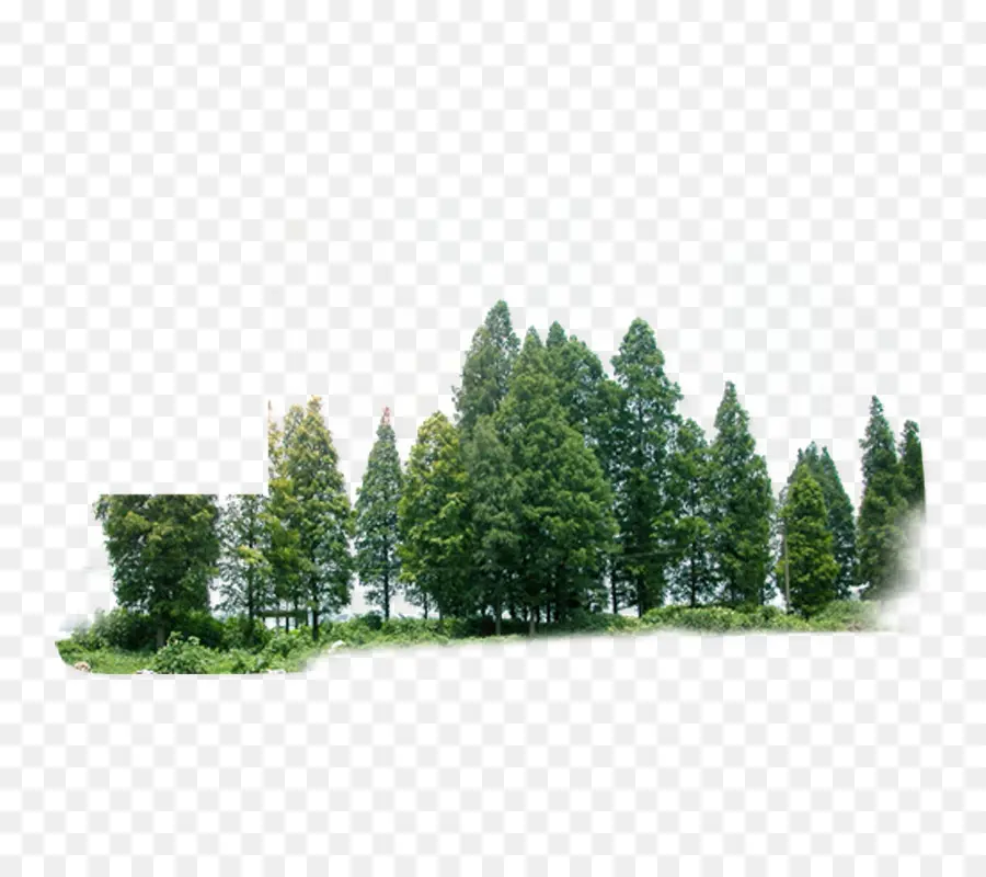 árbol，Bosque PNG