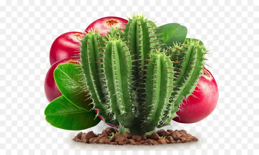 Cactaceae，Barbary Fig PNG