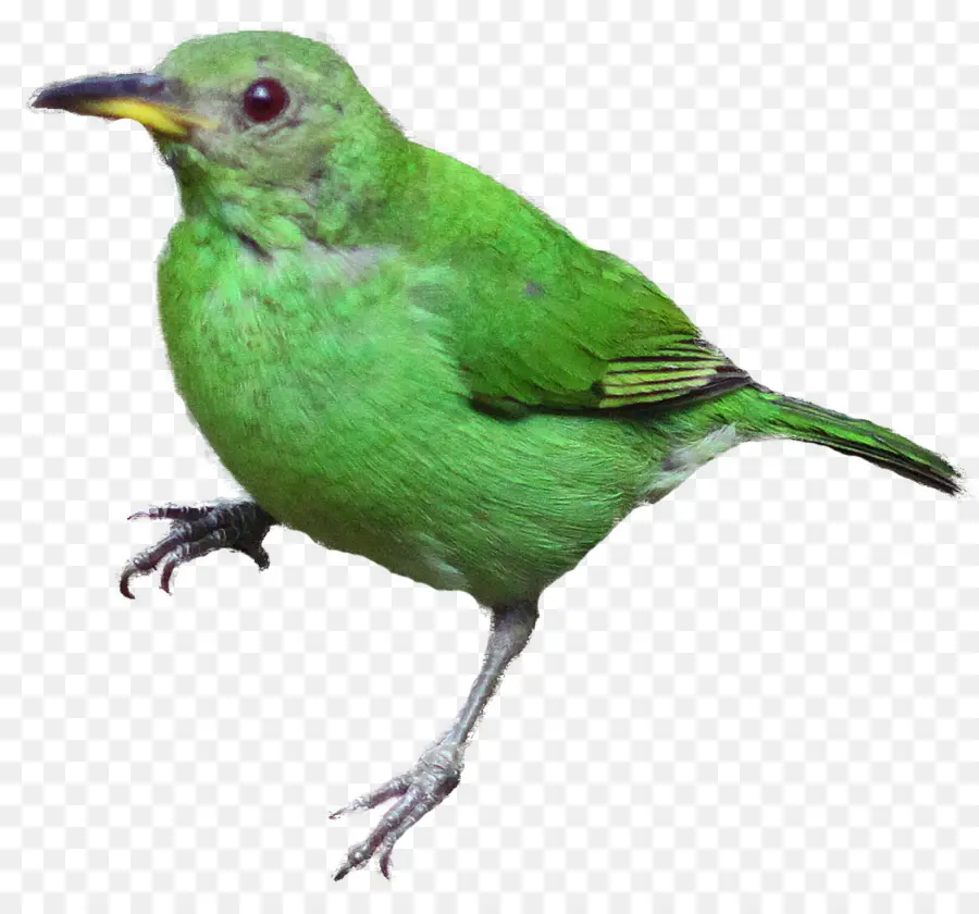 Pájaro，Parrot PNG