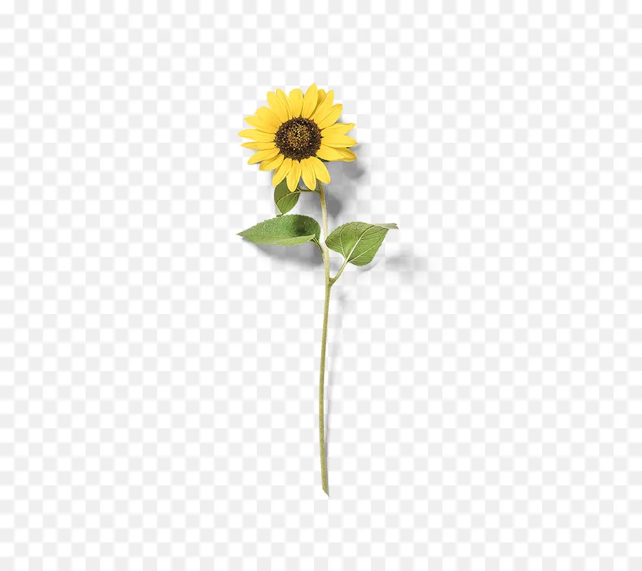 Común De Girasol，Amarillo PNG