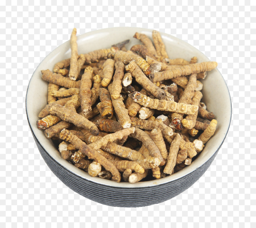 Cordyceps，Champiñón PNG