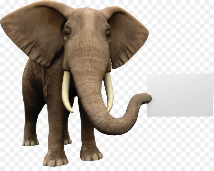 Elefante，Colmillos PNG