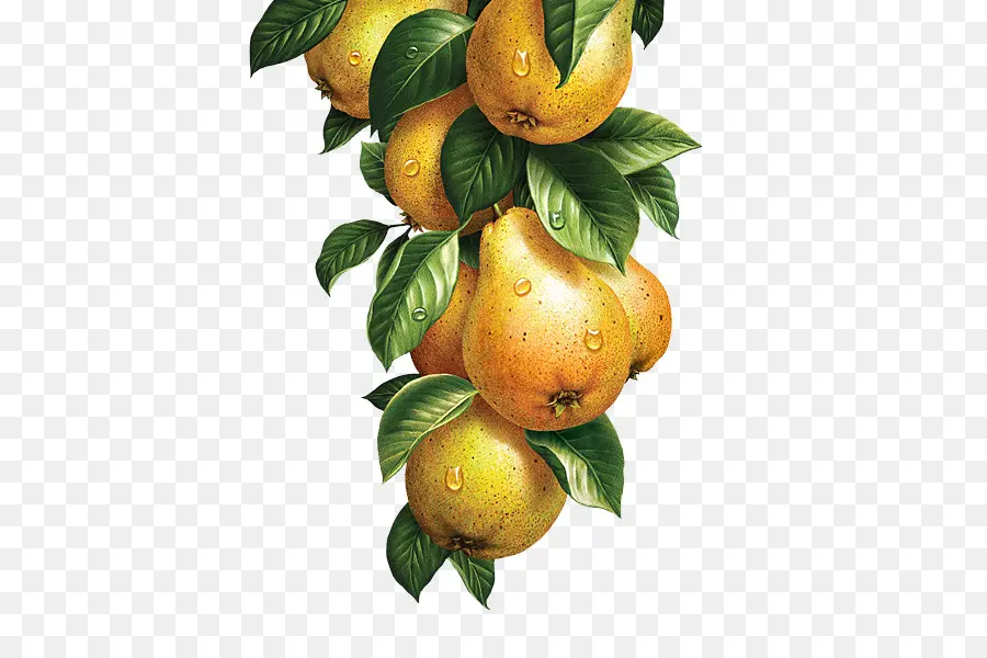 Limonada，La Fruta PNG