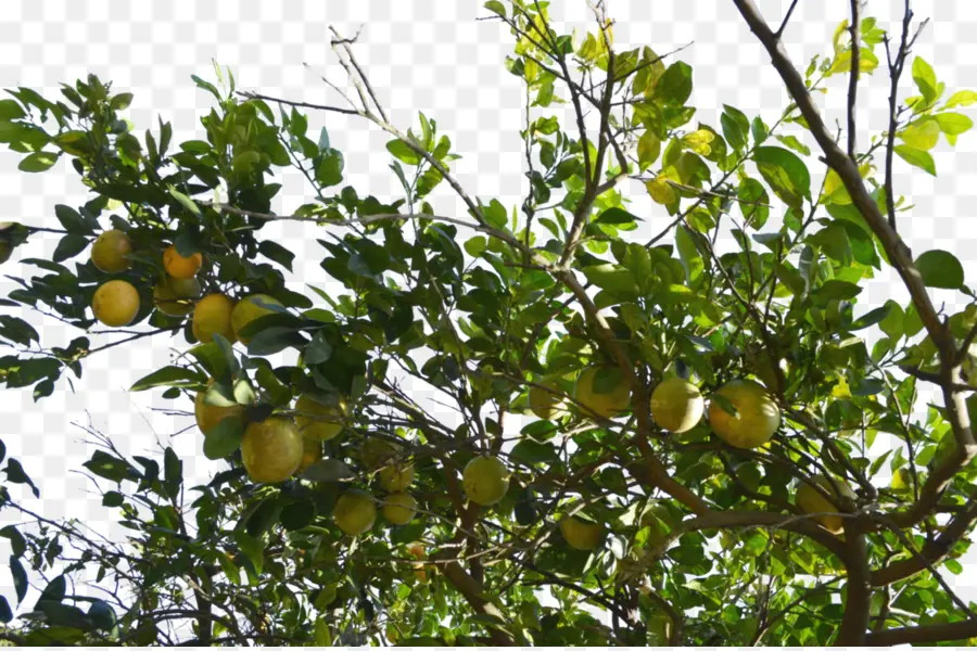 Pomelo，El Pomelo PNG