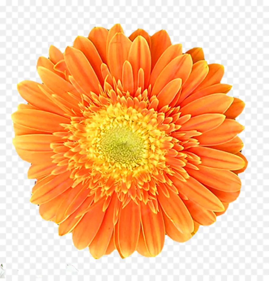 Naranja，Crisantemo PNG