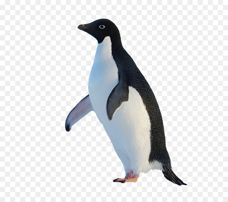 Pingüino，Pájaro PNG