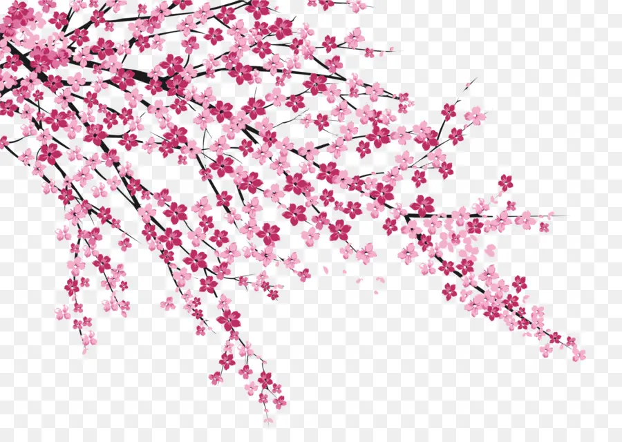 De Los Cerezos En Flor，Sakura No Hanabiratachi PNG