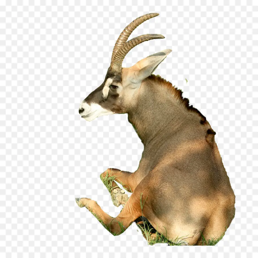 Ovejas，Cabra PNG