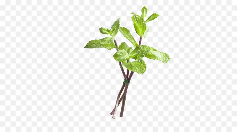 Menta，Hierba PNG