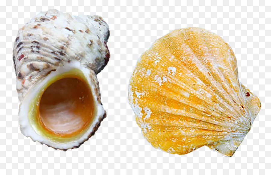 Conchas Marinas，Océano PNG