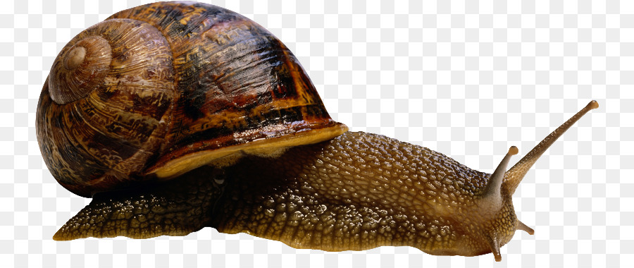 Caracol，Cáscara De Gasterópodo PNG