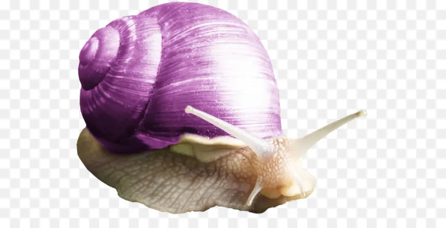 Caracol，Púrpura PNG