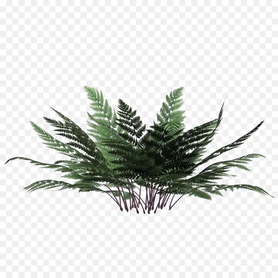 Planta De Helecho，Verdor PNG