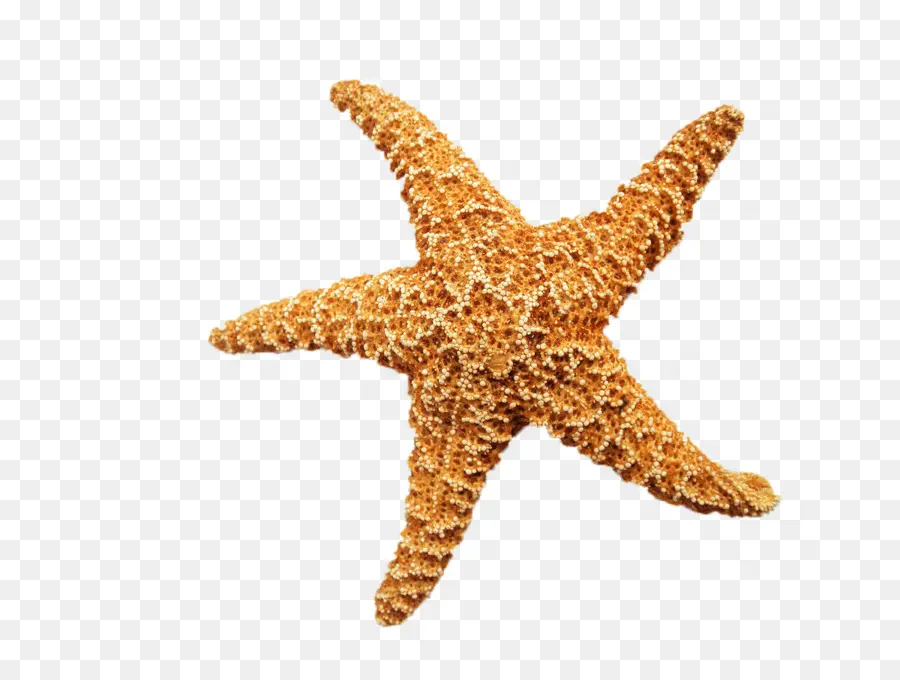 Estrella De Mar，Mar PNG