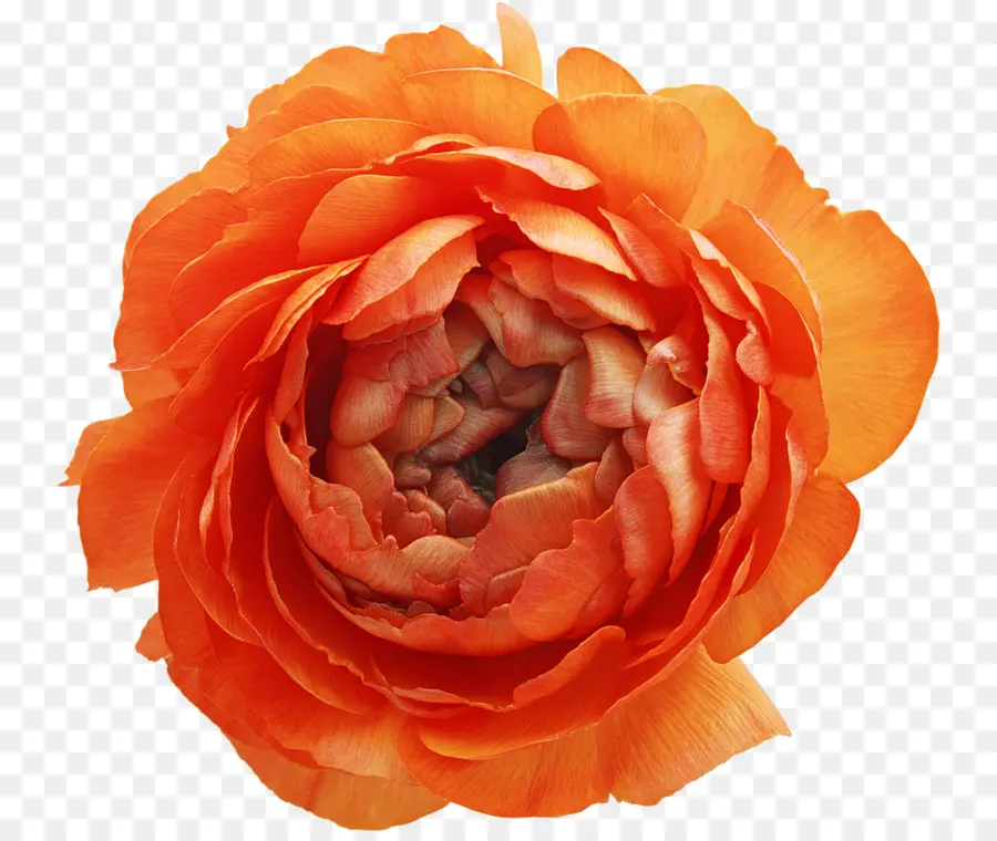 Rosa，Rojo PNG