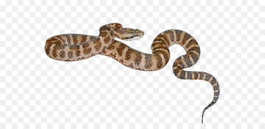 Anaconda，Serpiente PNG