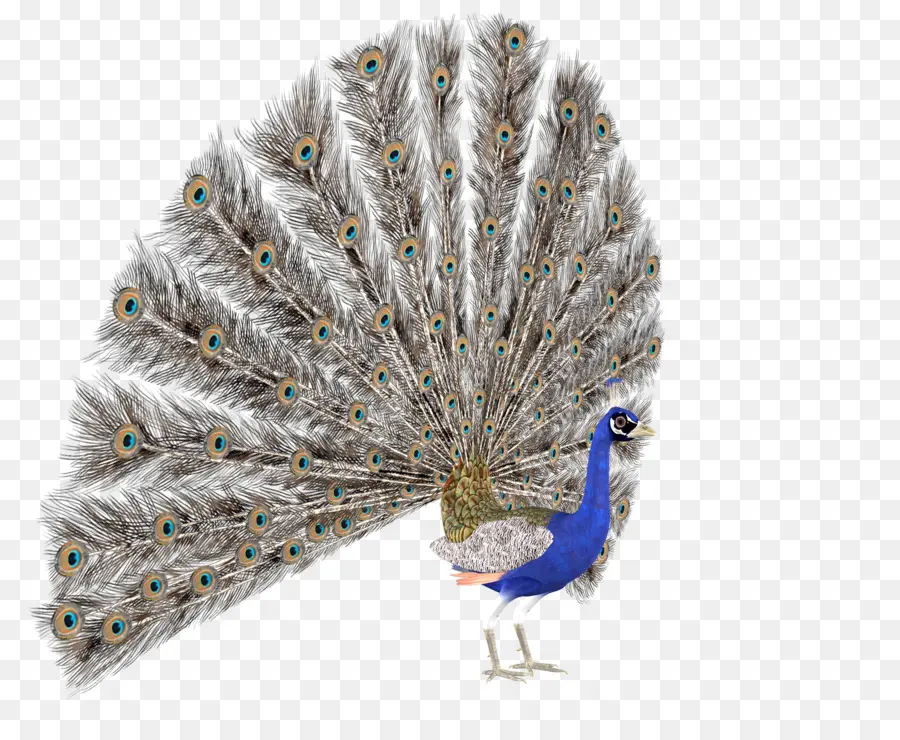 Pavo Real，Plumas PNG