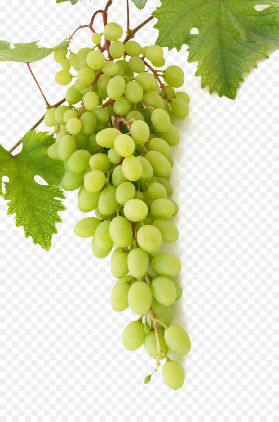 Vino，Común De La Uva De La Vid PNG