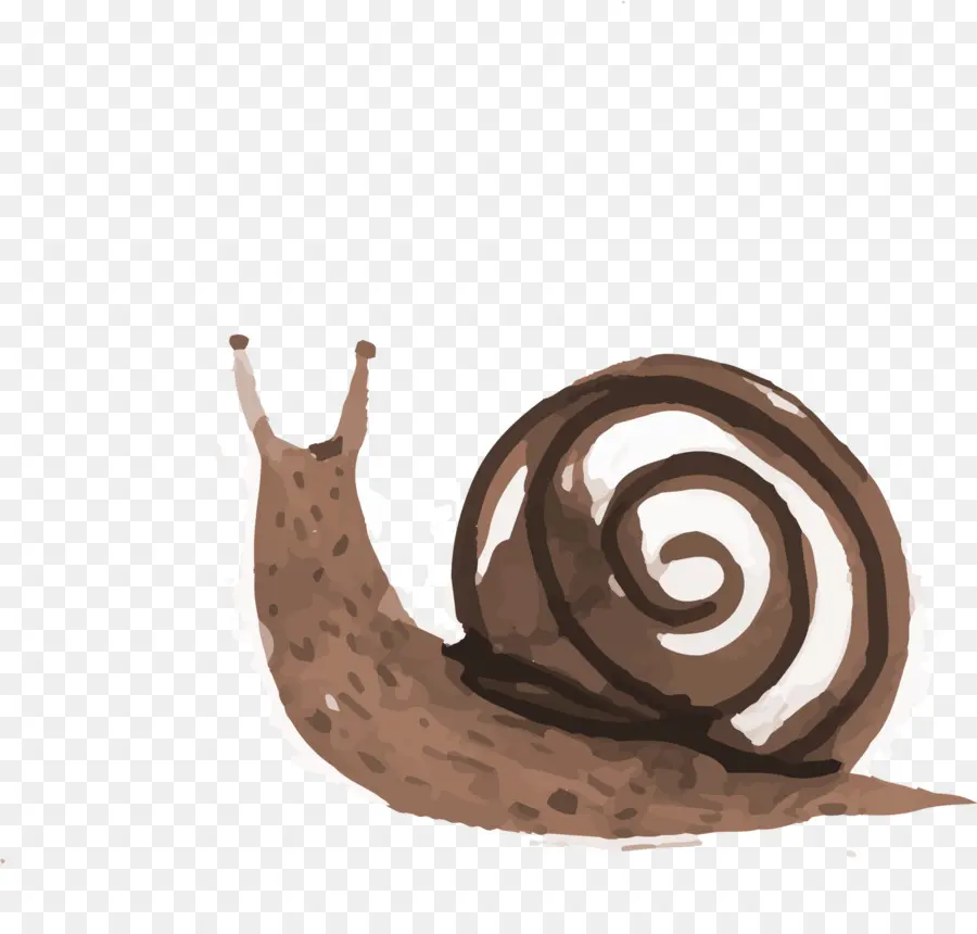 Caracol，Caparazón PNG