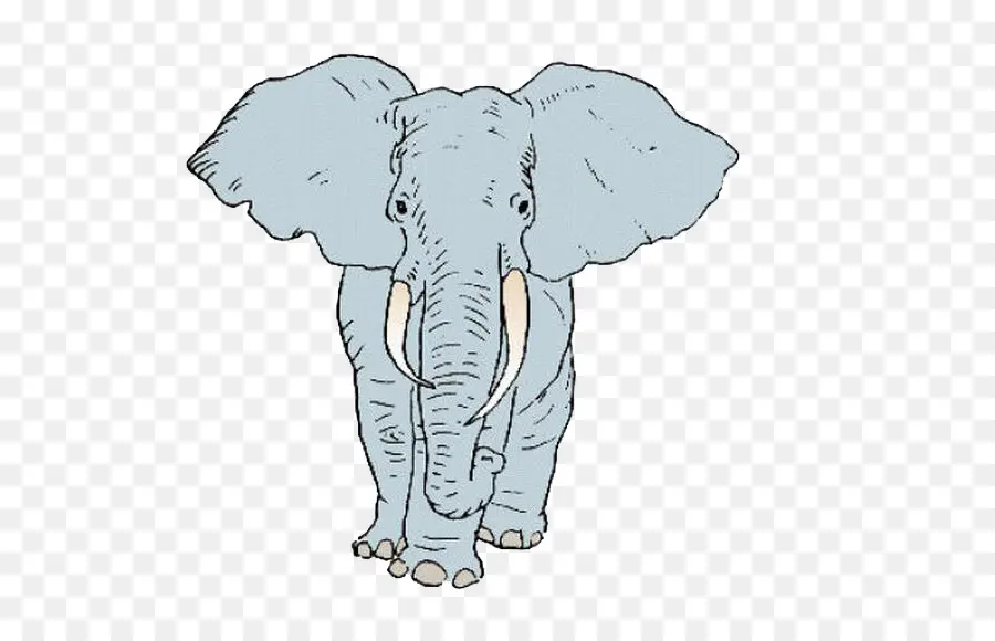 El Elefante Africano，Elefante Indio PNG