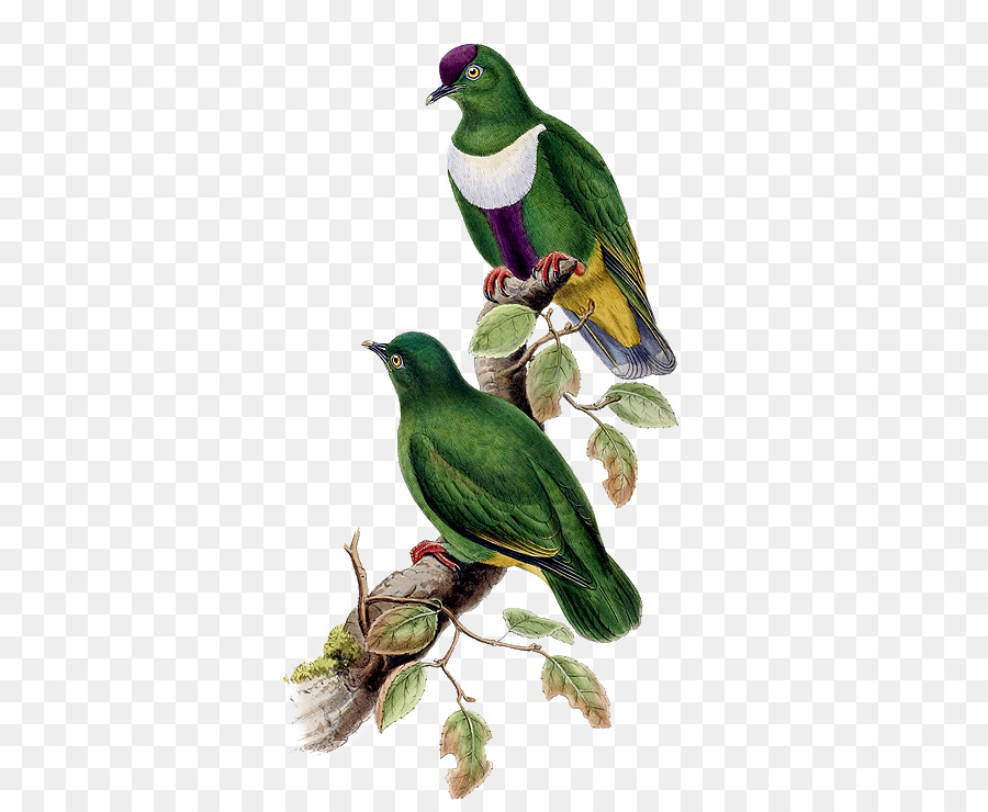 Pájaro，Whitebibbed Fruit Dove PNG