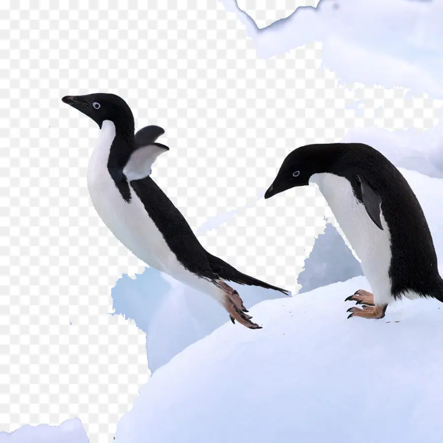 Pingüino，Mr Penguins Penguins PNG