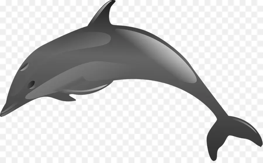 Spinner Dolphin，Dolphin PNG