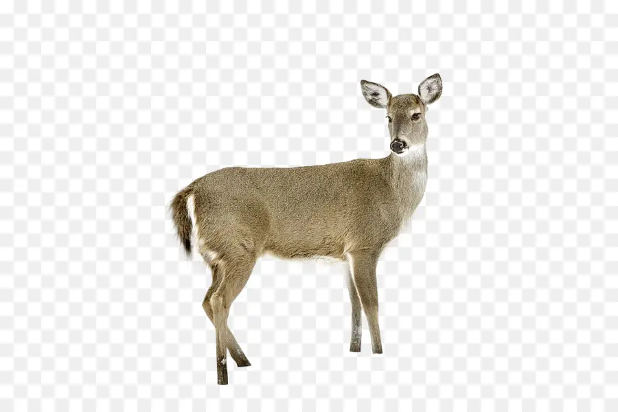 Deer，Whitetailed Deer PNG