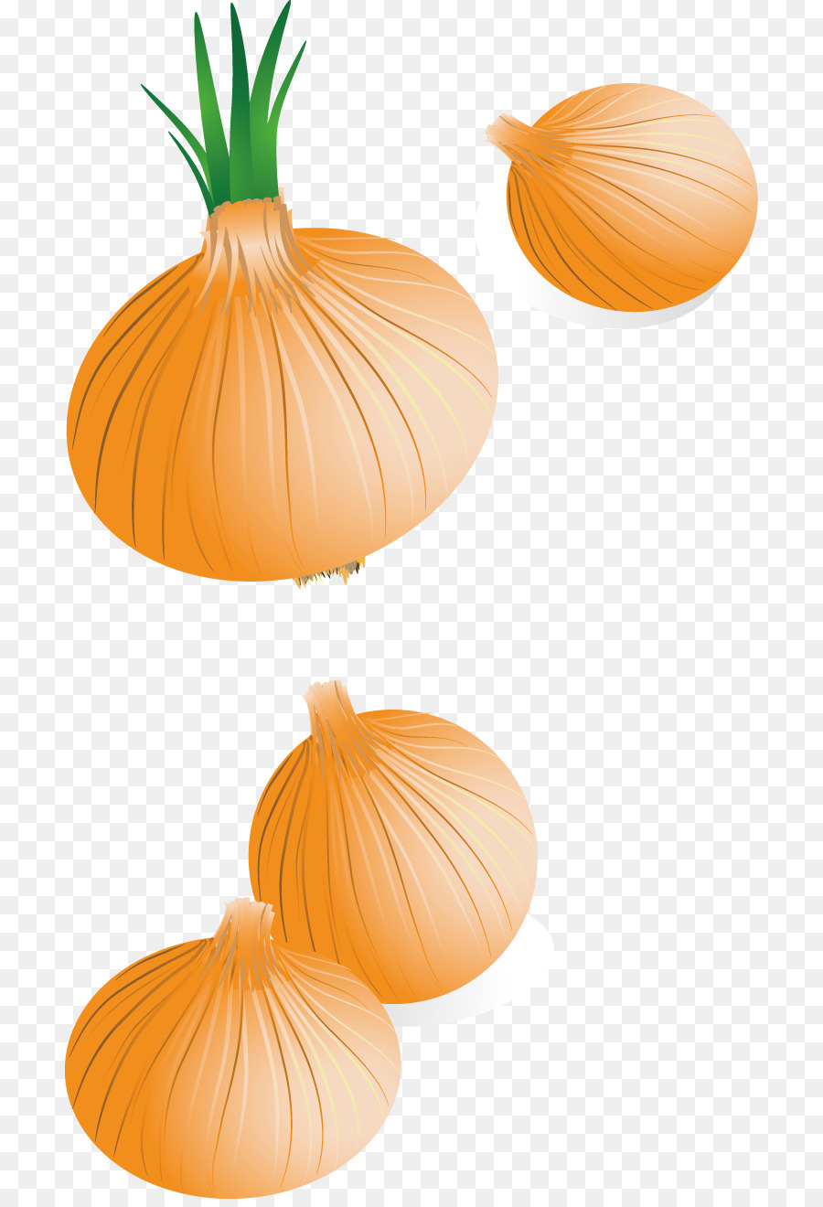 Calabaza，Cebolla PNG