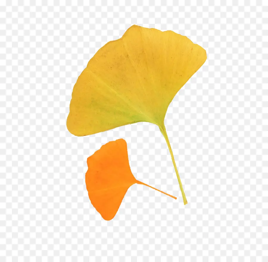 Hoja，Ginkgo Biloba PNG