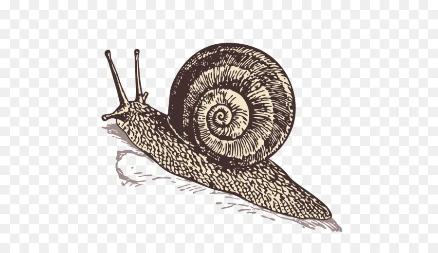 Caracol，Caracol De Mar PNG