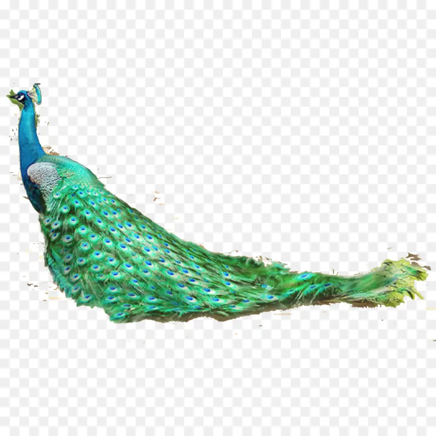 Pavo Real，Plumas PNG