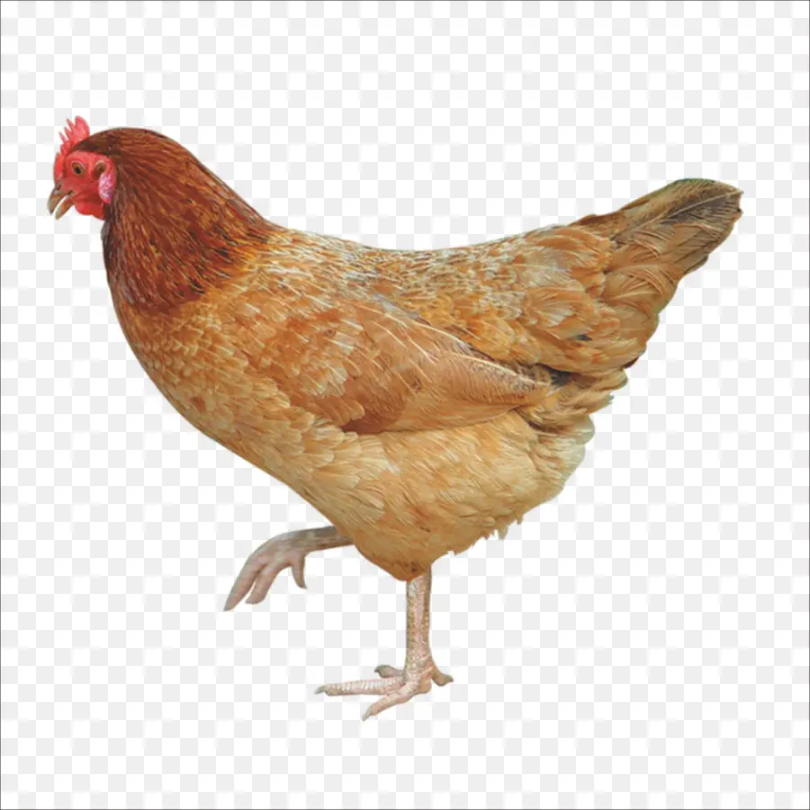 Pollo，Crujiente Pollo Frito PNG