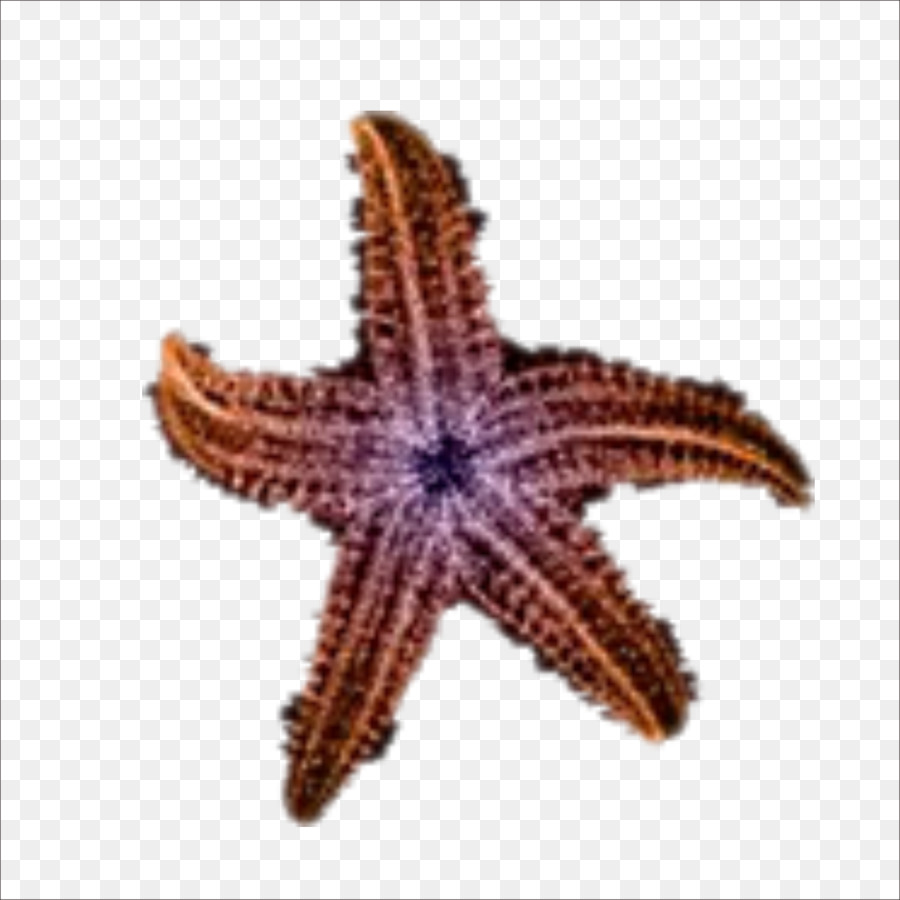 Estrella De Mar，Playa PNG