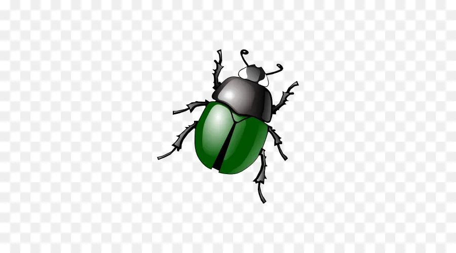 Escarabajo，Libre De Contenido PNG